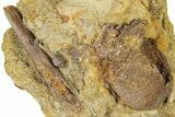 Fossil Dinosaur Bone Fragments in Sandstone - Wyoming #370631-1